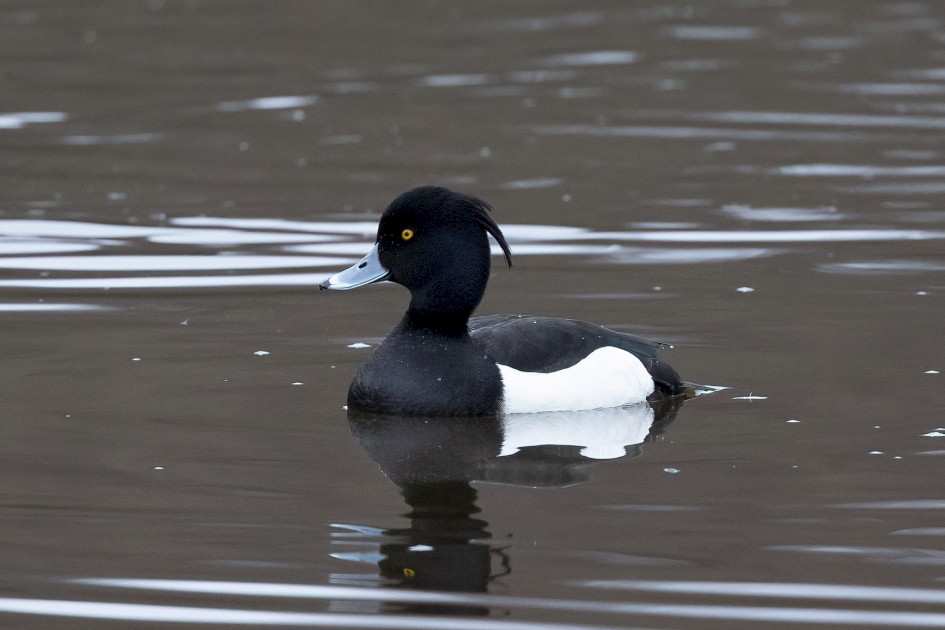 Tufted Duck, 1/640 sec, f/7.1, 500 mm, ISO 5000