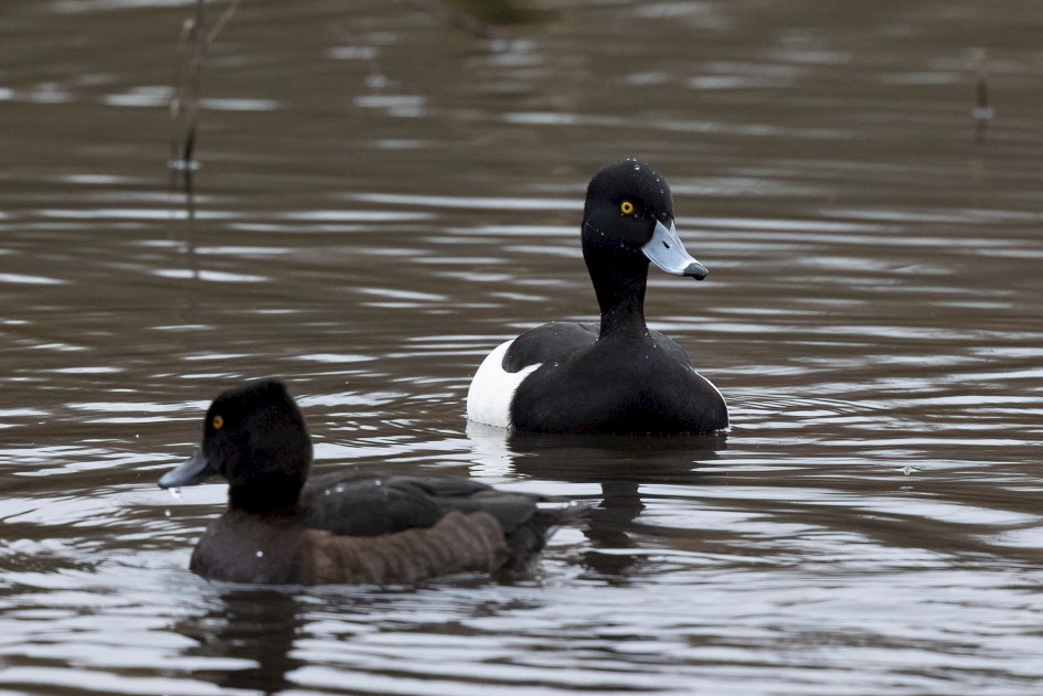 Tufted Duck , 1/640 sec, f/7.1, 500 mm, ISO 4000
