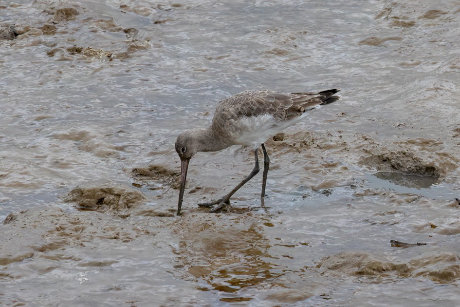 Black-tailed Godwit, 1/500 sec, f/7.1, 500 mm, ISO 1000