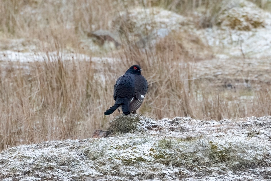 Black Grouse, 1/500 sec, f/7.1, 500 mm, ISO 3200