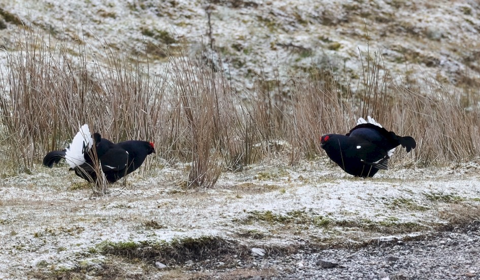Black Grouse , 1/1 sec, f/7.0, 500 mm
