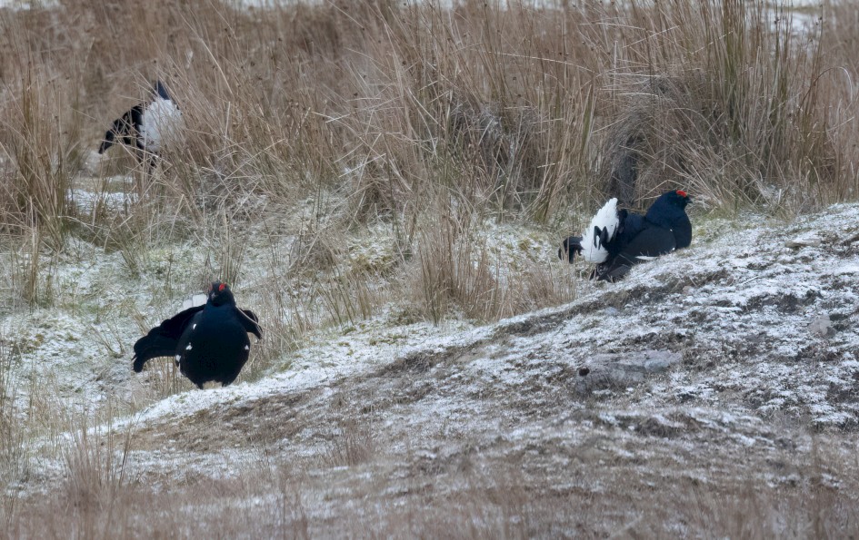 Black Grouse , 1/500 sec, f/7.1, 500 mm, ISO 4000