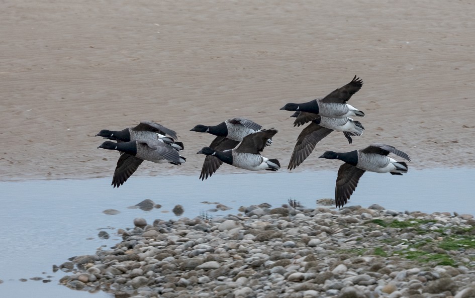 Brent Geese, 1/640 sec, f/7.1, 500 mm, ISO 1250