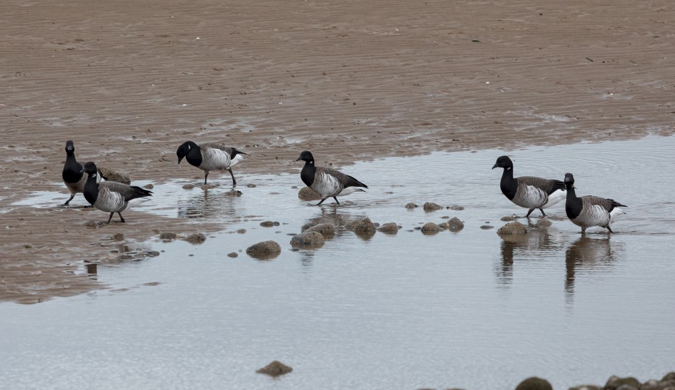 Brent Geese , 1/500 sec, f/7.1, 500 mm, ISO 800