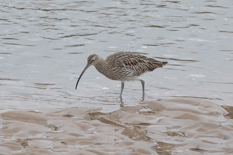 Curlew, 1/500 sec, f/7.1, 500 mm, ISO 1250