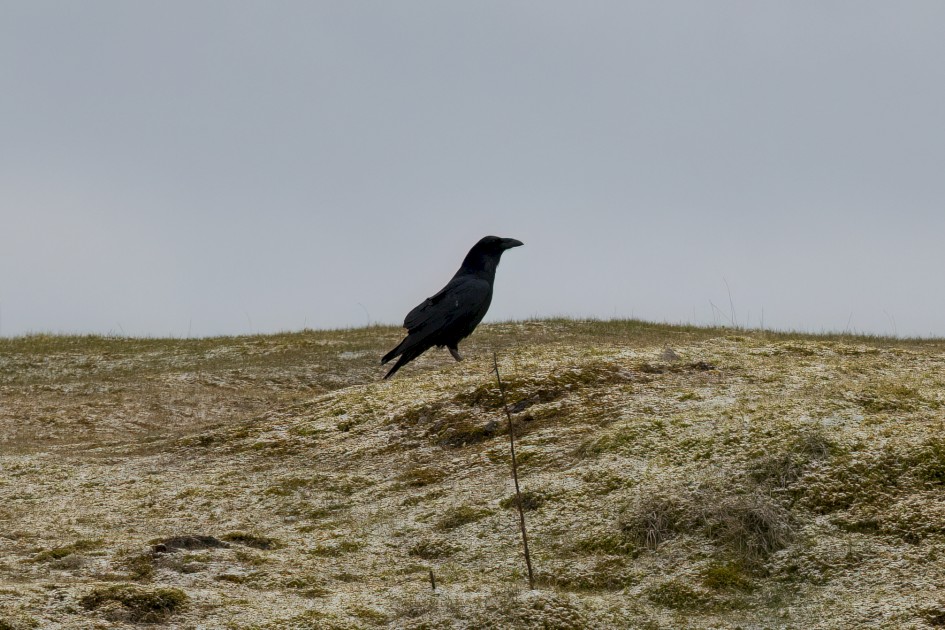 Raven, 1/500 sec, f/7.1, 500 mm, ISO 1000