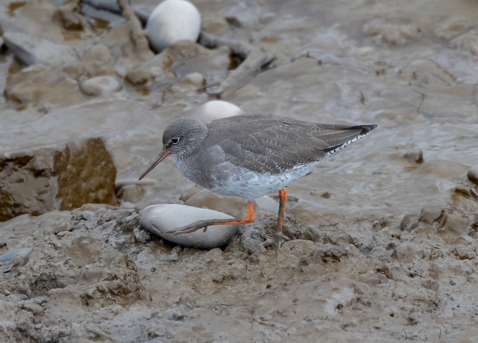Redshank, 1/500 sec, f/7.1, 500 mm, ISO 1600