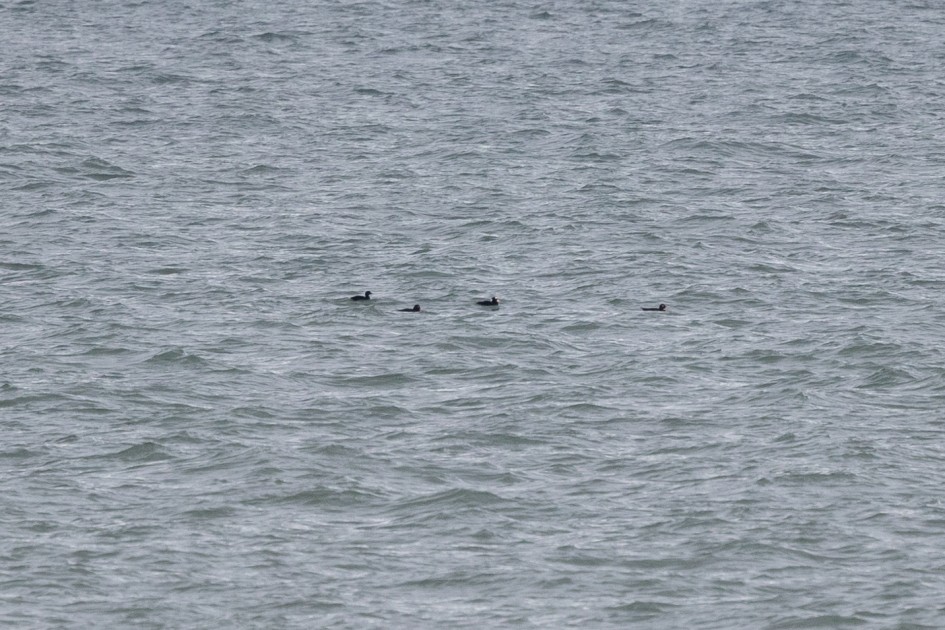 Scoters, 1/640 sec, f/7.1, 500 mm, ISO 640