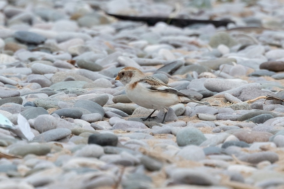 Snow Bunting, 1/500 sec, f/7.1, 500 mm, ISO 500