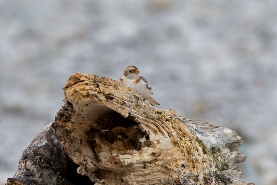 Snow Bunting , 1/500 sec, f/7.1, 500 mm, ISO 500