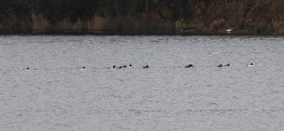Goldeneye, 1/160 sec, f/7.1, 500 mm, ISO 320