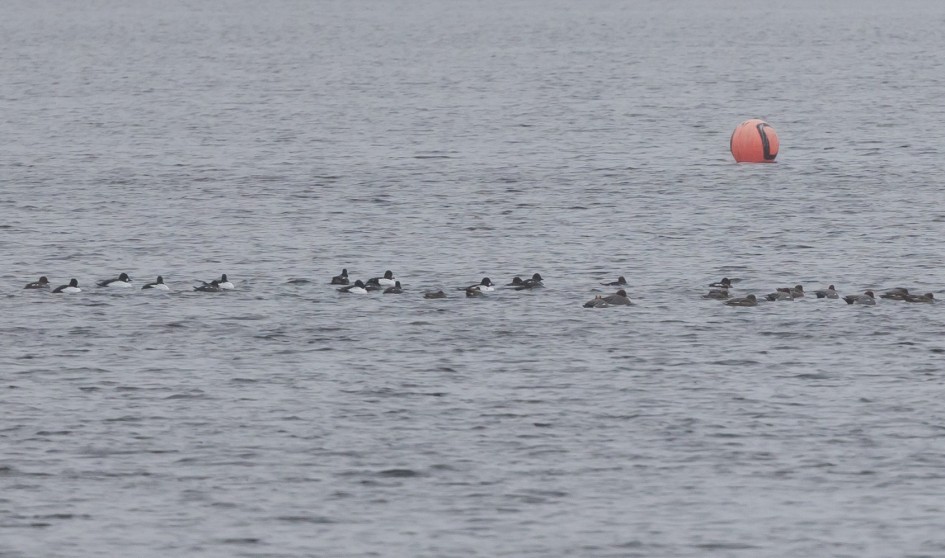 Goldeneye And Wigeon, 1/500 sec, f/7.1, 500 mm, ISO 800