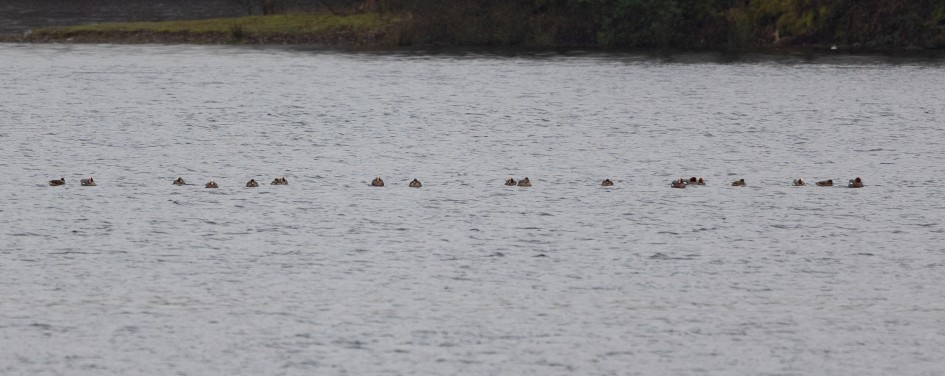 Wigeon, 1/125 sec, f/7.1, 500 mm, ISO 250