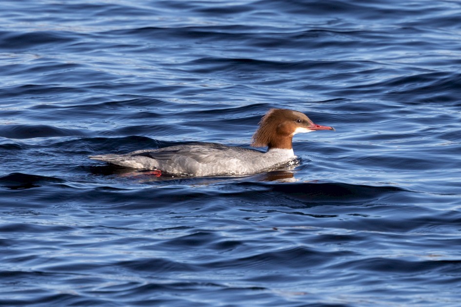 Female Goosander, 1/500 sec, f/7.1, 500 mm, ISO 250