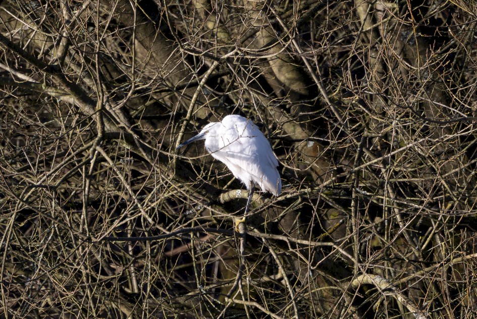 Little Egret, 1/500 sec, f/7.1, 500 mm, ISO 250
