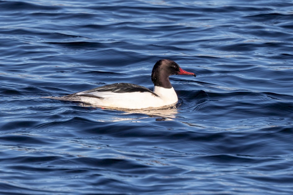 Male Goosander, 1/640 sec, f/7.1, 500 mm, ISO 250
