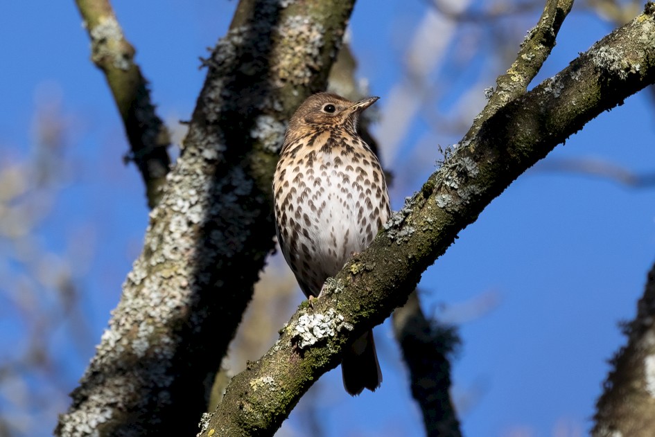 Song Thrush, 1/640 sec, f/7.1, 500 mm, ISO 320