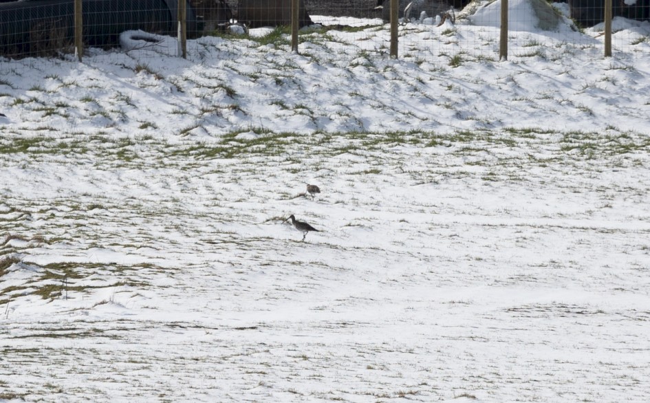 Curlew, 1/640 sec, f/7.1, 500 mm, ISO 100