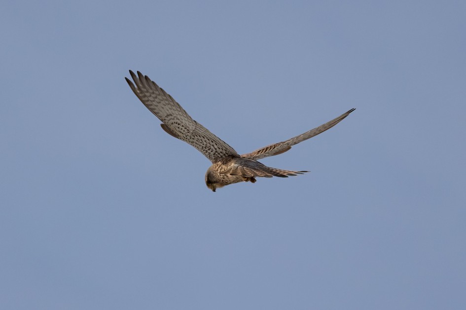 Kestrel, 1/2000 sec, f/7.1, 500 mm, ISO 250