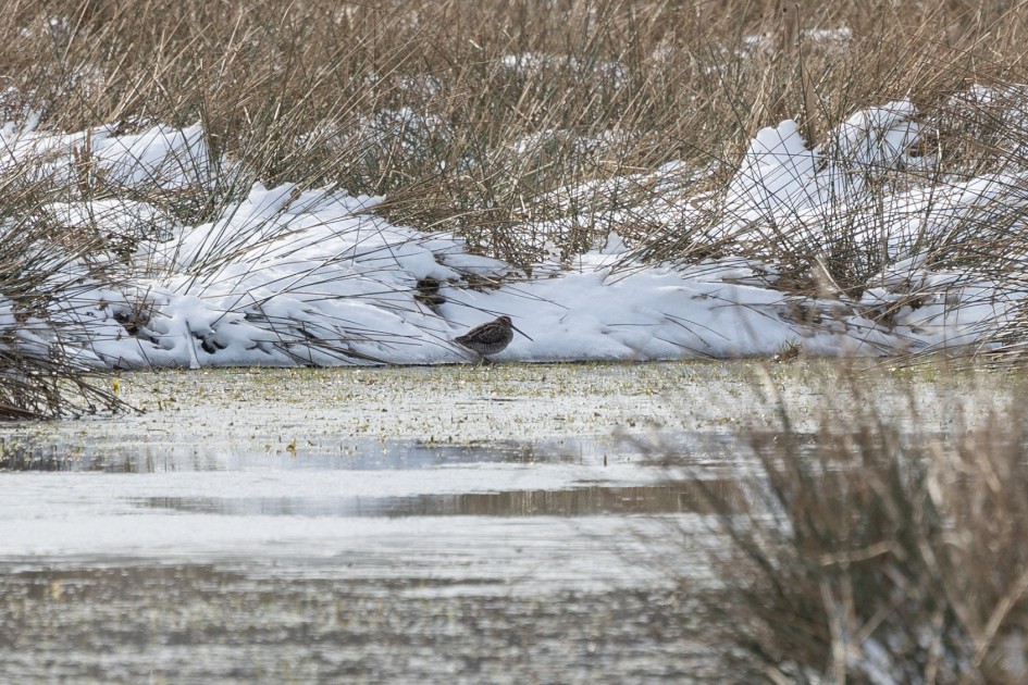 Snipe, 1/500 sec, f/7.1, 500 mm, ISO 160
