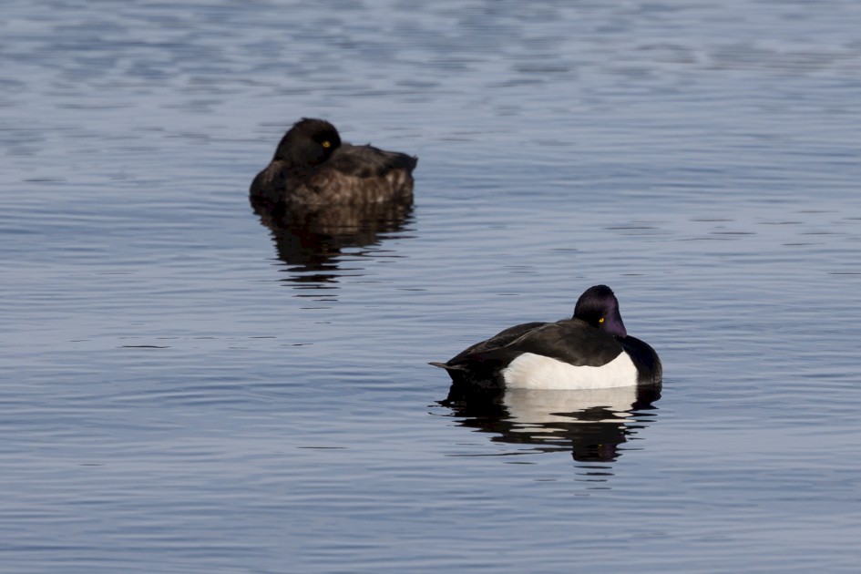 Tufted Ducks, 1/800 sec, f/7.1, 500 mm, ISO 100