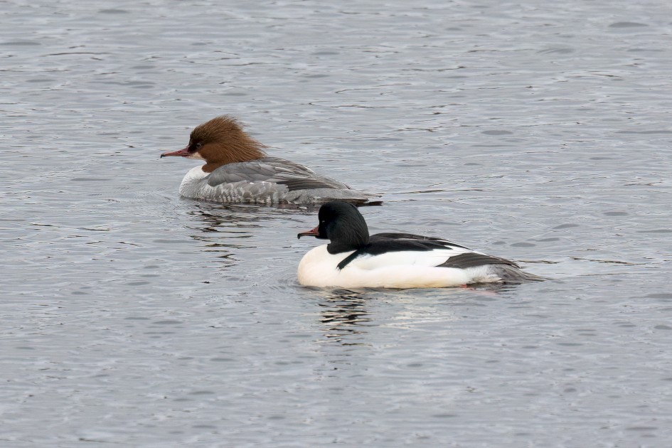 Goosander, 1/500 sec, f/7.1, 500 mm, ISO 640