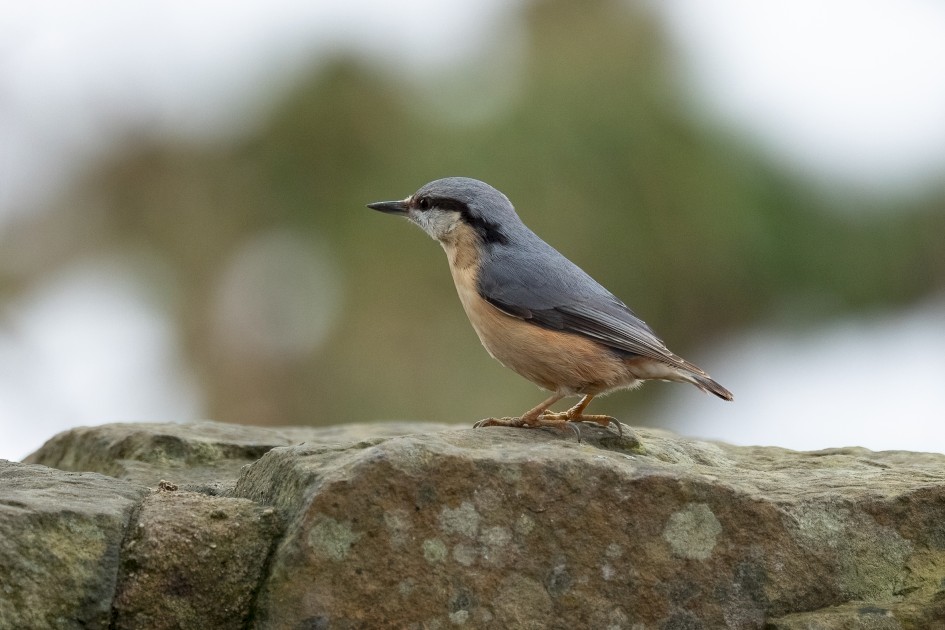 Nuthatch, 1/500 sec, f/7.1, 500 mm, ISO 1600
