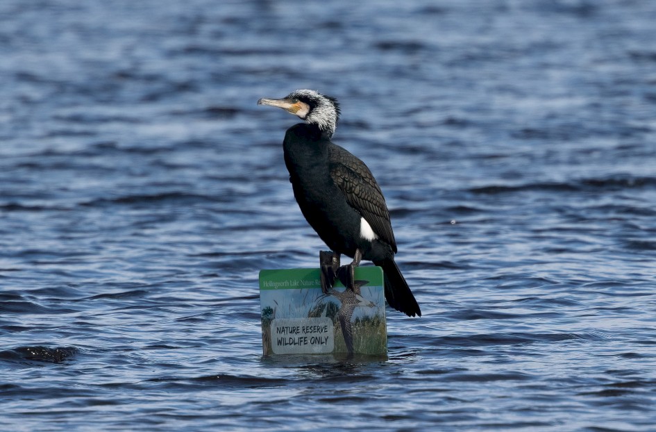 Cormorant, 1/640 sec, f/7.1, 500 mm, ISO 200