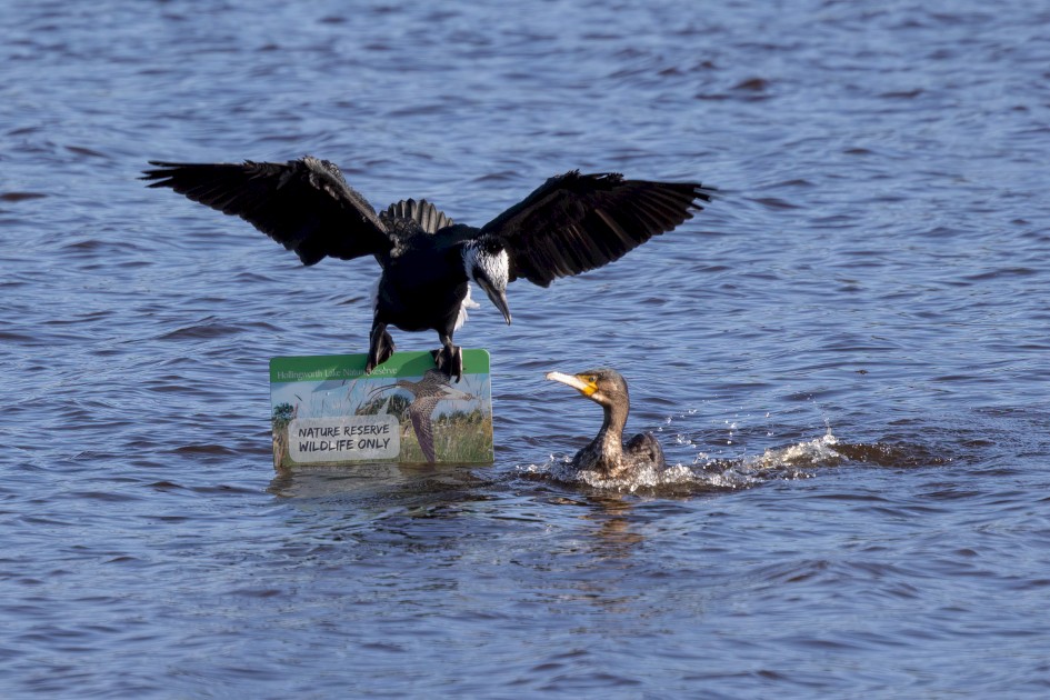 Cormorants, 1/640 sec, f/7.1, 500 mm, ISO 250