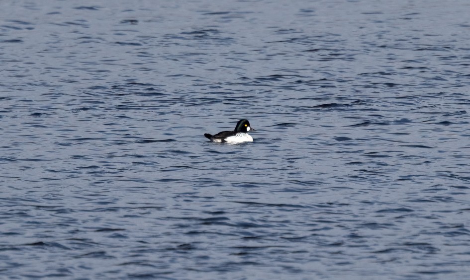 Goldeneye, 1/500 sec, f/7.1, 500 mm, ISO 125