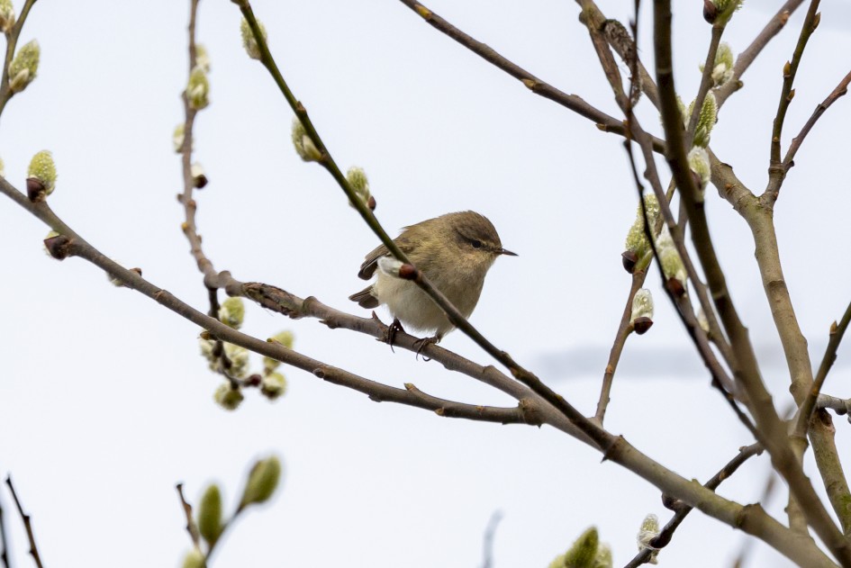 Chiffchaff, 1/640 sec, f/7.1, 500 mm, ISO 250