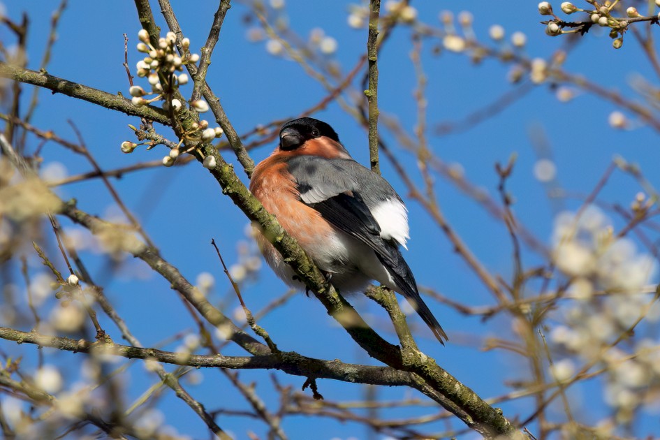 Bullfinch, 1/640 sec, f/7.1, 500 mm, ISO 250
