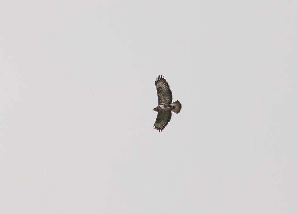 Buzzard, 1/640 sec, f/7.1, 500 mm, ISO 100
