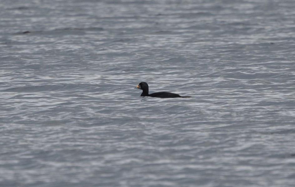 Common Scoter, 1/500 sec, f/7.1, 500 mm, ISO 320