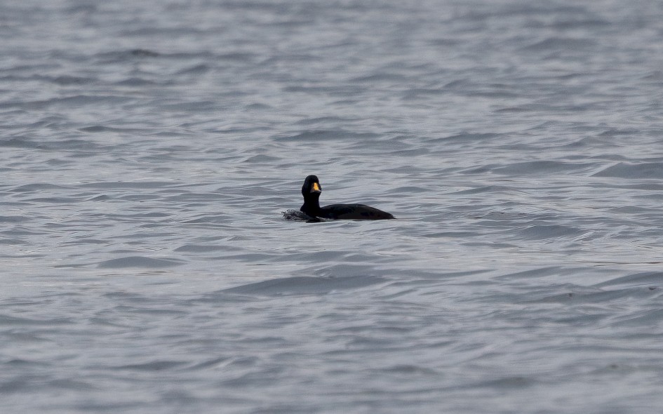 Common Scoter, 1/500 sec, f/7.1, 500 mm, ISO 320