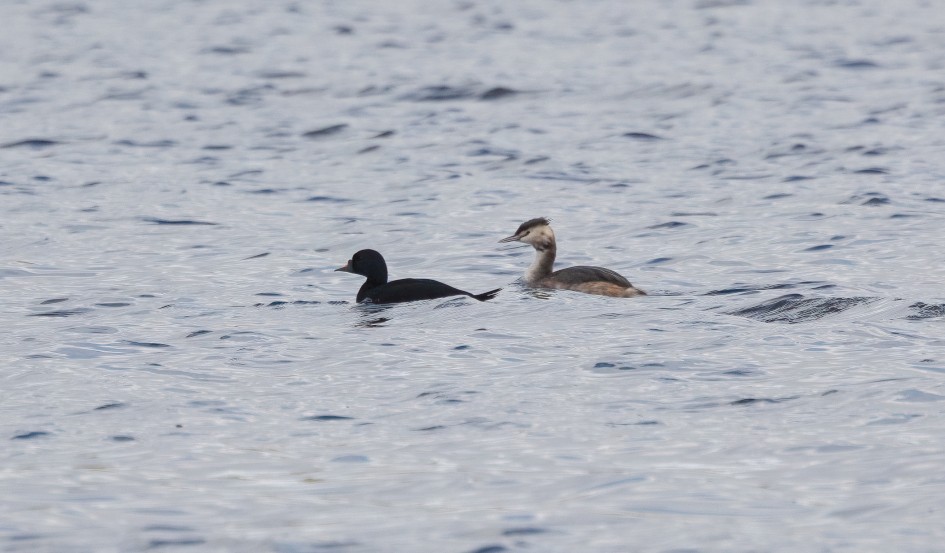 Common Scoter, 1/640 sec, f/7.1, 500 mm, ISO 200
