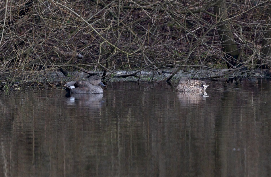 Gadwall, 1/640 sec, f/7.1, 500 mm, ISO 1000