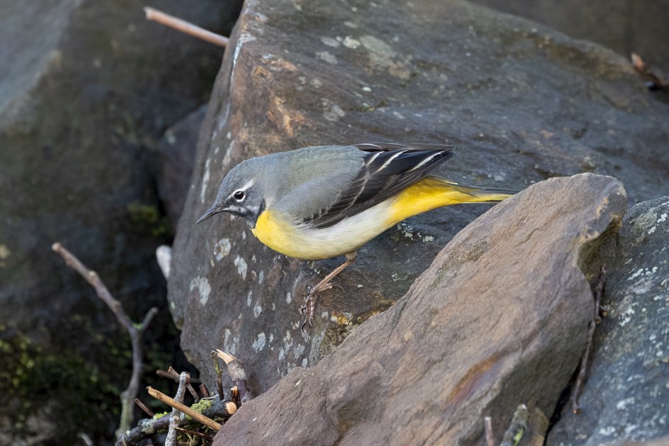 Grey Wagtail, 1/500 sec, f/7.1, 500 mm, ISO 2500