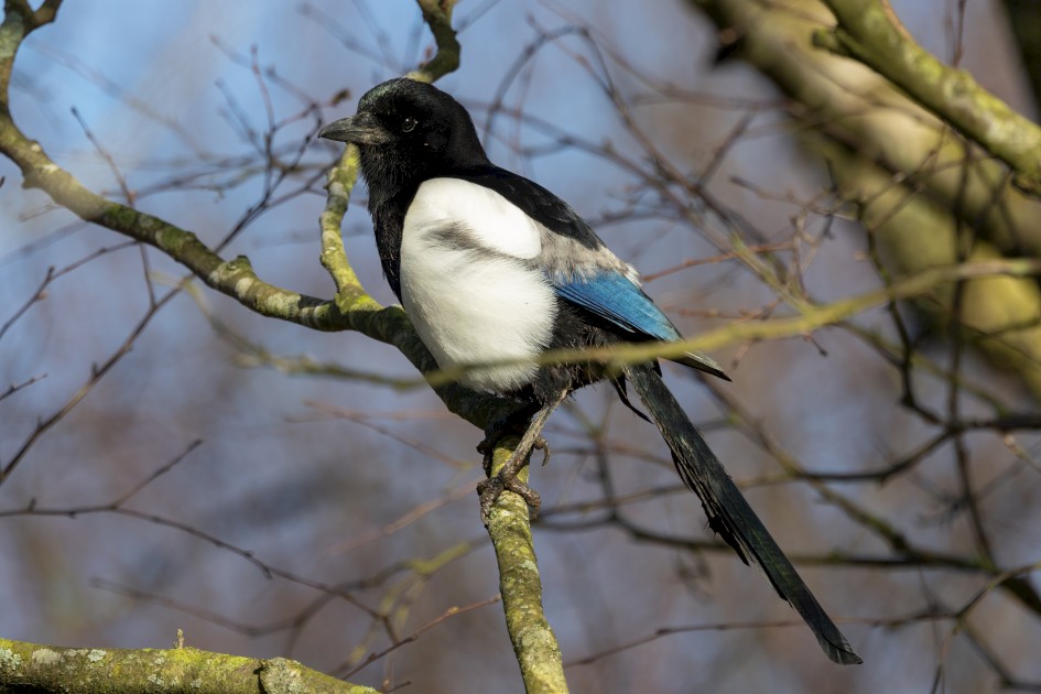 Magpie, 1/640 sec, f/7.1, 500 mm, ISO 320