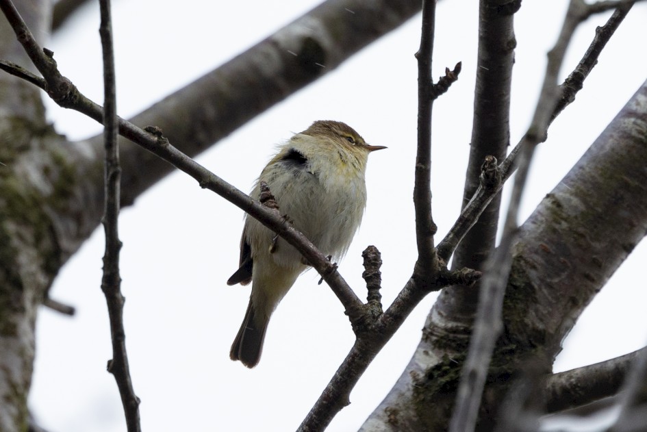 Chiffchaff, 1/640 sec, f/7.1, 500 mm, ISO 500