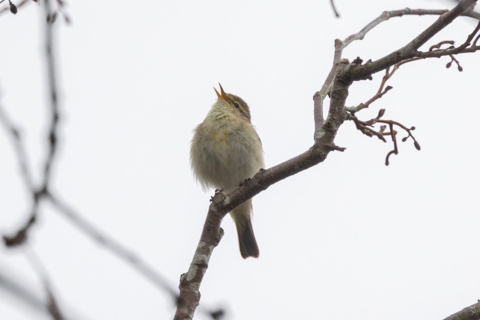 Chiffchaff , 1/500 sec, f/7.1, 500 mm, ISO 640