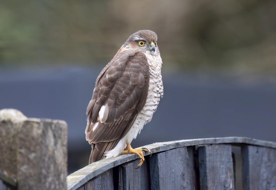 Sparrowhawk, 1/125 sec, f/7.1, 500 mm, ISO 1000
