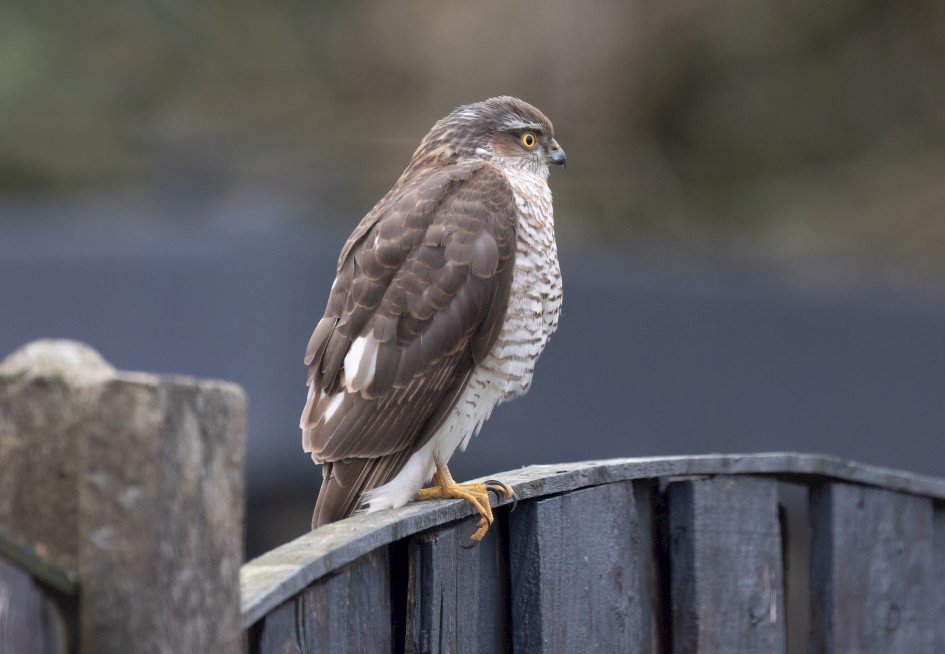 Sparrowhawk , 1/500 sec, f/7.1, 500 mm, ISO 3200