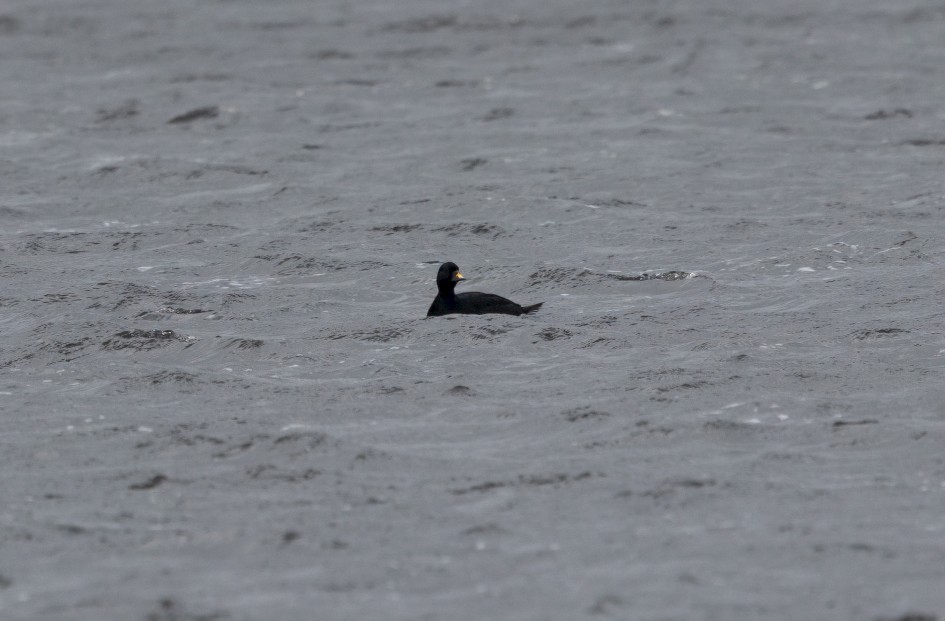 Common Scoter, 1/640 sec, f/7.1, 500 mm, ISO 320