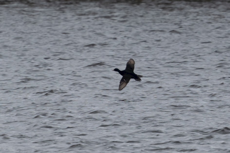 Common Scoter , 1/500 sec, f/7.1, 500 mm, ISO 250