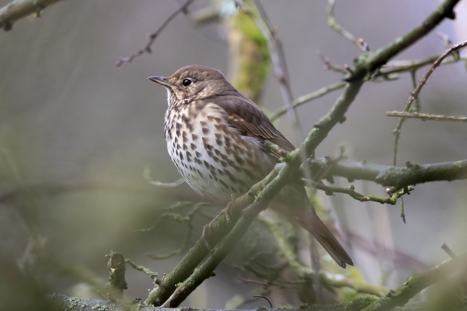 Song Thrush, 1/640 sec, f/7.1, 500 mm, ISO 2000