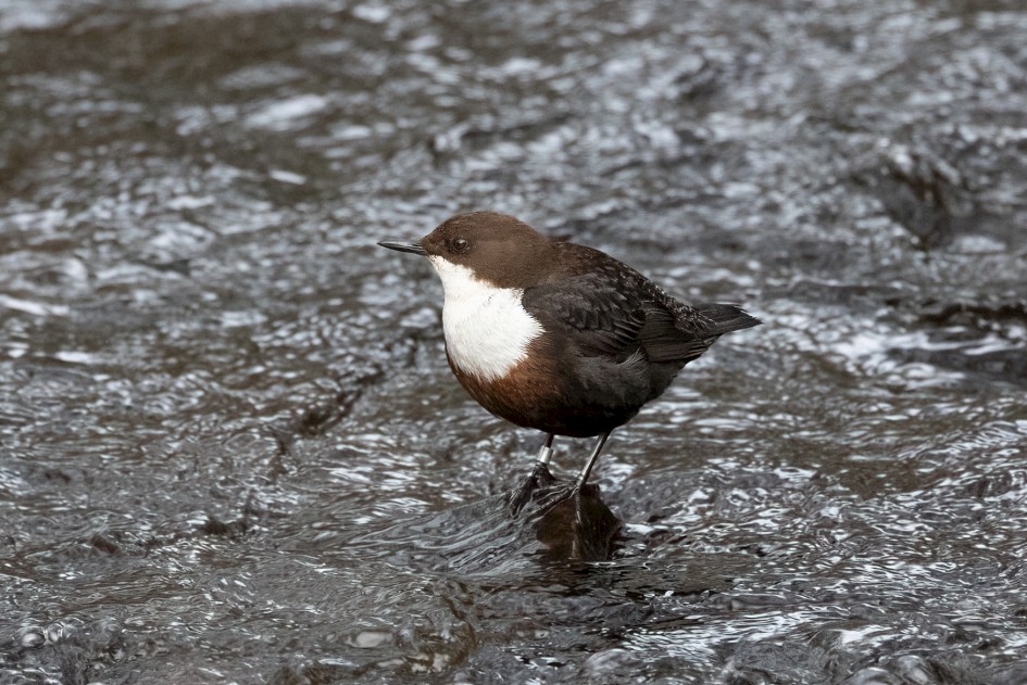 Dipper, 1/640 sec, f/7.1, 500 mm, ISO 3200