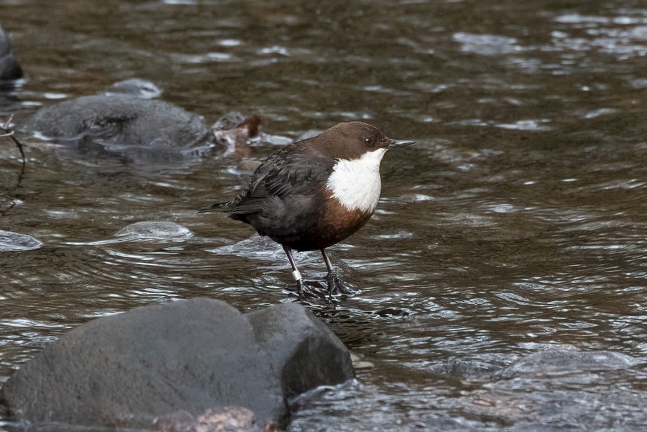 Dipper , 1/500 sec, f/7.1, 500 mm, ISO 4000