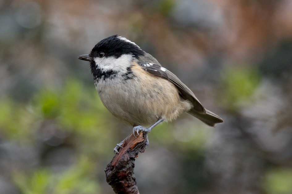 Coal Tit, 1/640 sec, f/7.1, 500 mm, ISO 2500