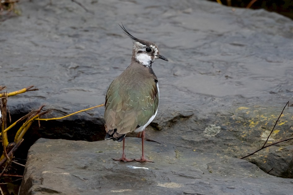 Lapwing, 1/640 sec, f/7.1, 472 mm, ISO 800